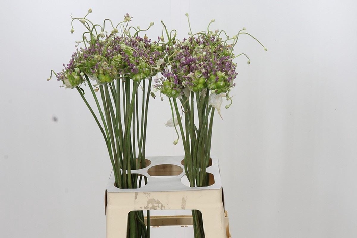<h4>ALLIUM AMPELOPRASUM VAR. BABINGTONI</h4>