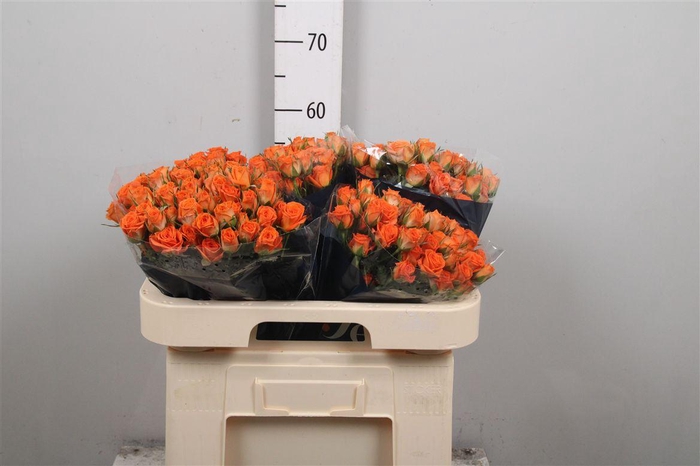 <h4>R Tr Picanto</h4>