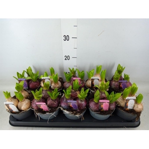 Hyacinthus orie. 'Pearl'  ...mix  3