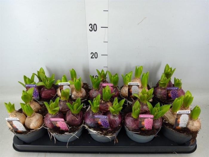 <h4>Hyacinthus orie. 'Pearl'  ...mix  3</h4>
