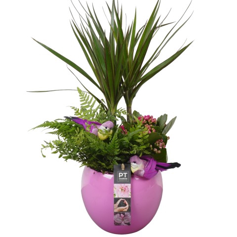 <h4>PTIB7414 Arrangementen kamerplanten</h4>