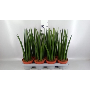 Sansevieria cyl.  ...