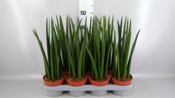 <h4>Sansevieria cyl. ...</h4>