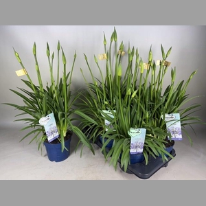 AGAPA AMOURETTE SUPE