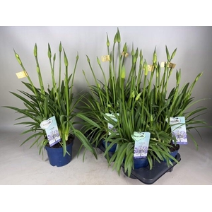 AGAPA AMOURETTE SUPE