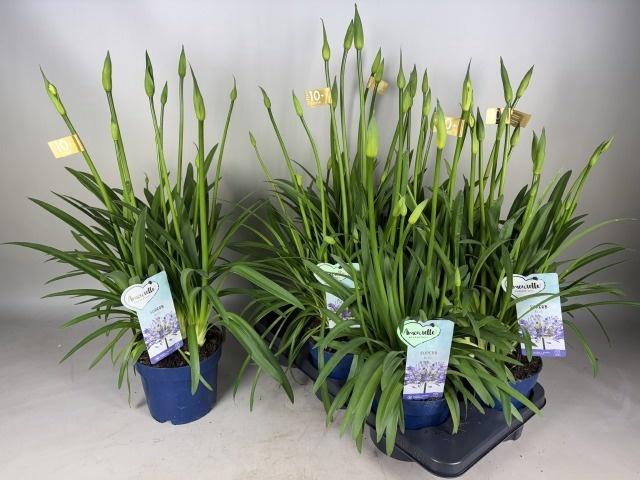 <h4>AGAPA AMOURETTE SUPE</h4>