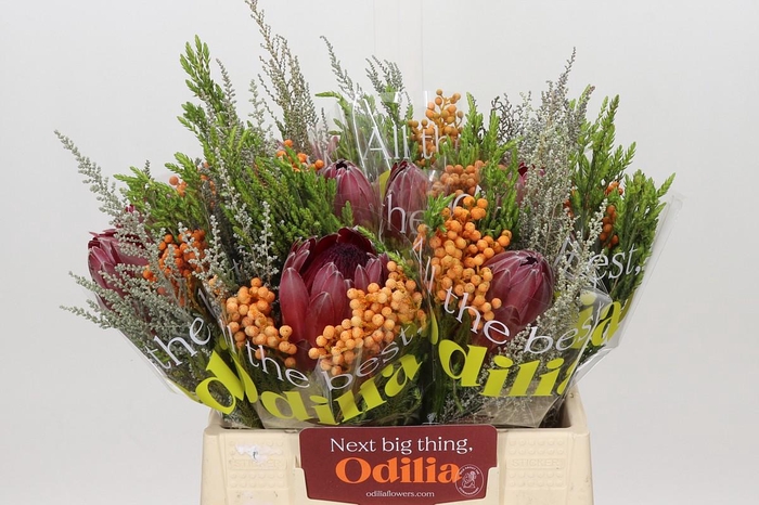 <h4>BQ Protea Sharon SFB</h4>
