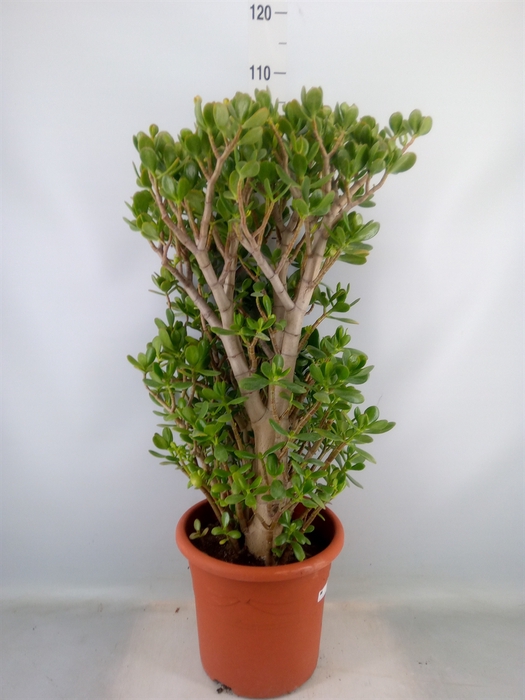 <h4>Crassula ovata</h4>