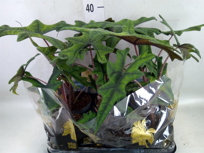 <h4>Alocasia   ...</h4>