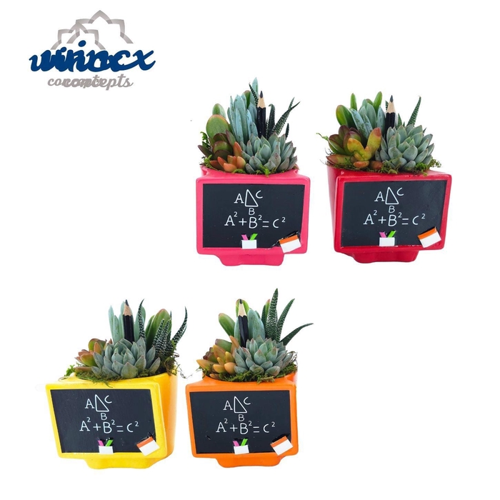 <h4>ARR SUCCULENTEN</h4>
