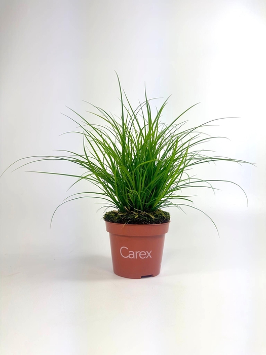 <h4>CAREX BRUNNEA</h4>