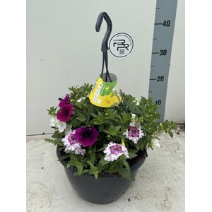 PERKPL GEM IN POT