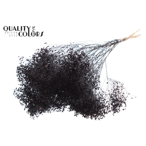 Broom Bloom p/bunch in poly Black