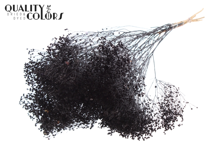 Broom Bloom p/bunch in poly Black