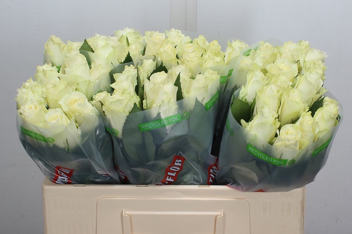 <h4>R Gr Albatros</h4>