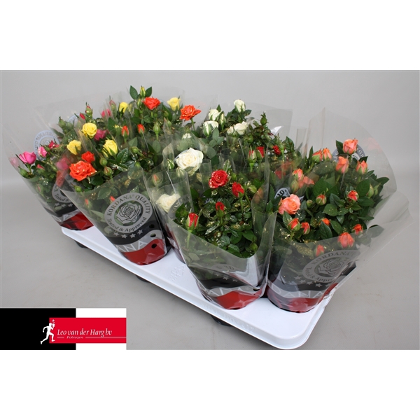 <h4>Rosa Kordana Mix Glitter (Kerst)</h4>