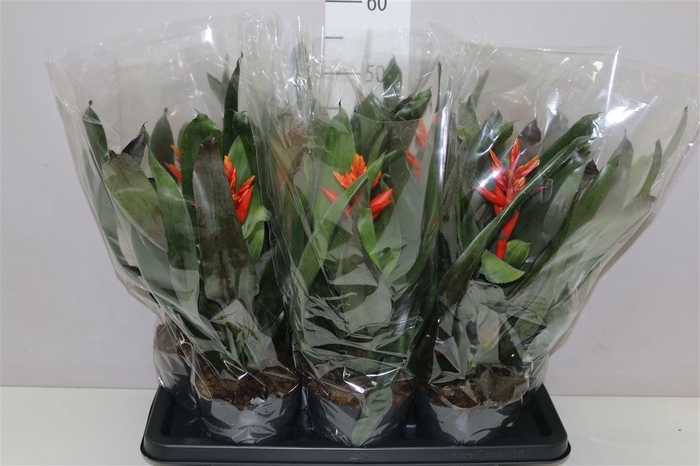 <h4>Aechmea Elegant Flame</h4>