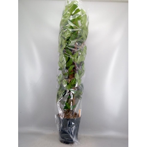Philodendron pedatum