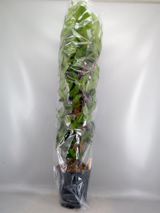 <h4>Philodendron pedatum</h4>