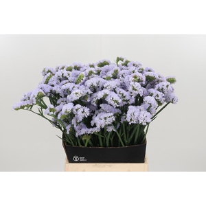 Limonium Donau Birds