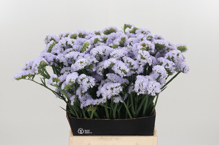 <h4>Limonium Donau Birds</h4>