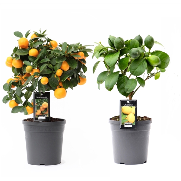<h4>Citrus Mix 2 Soorten</h4>