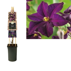 Clematis 'Romantika' +3.0 label