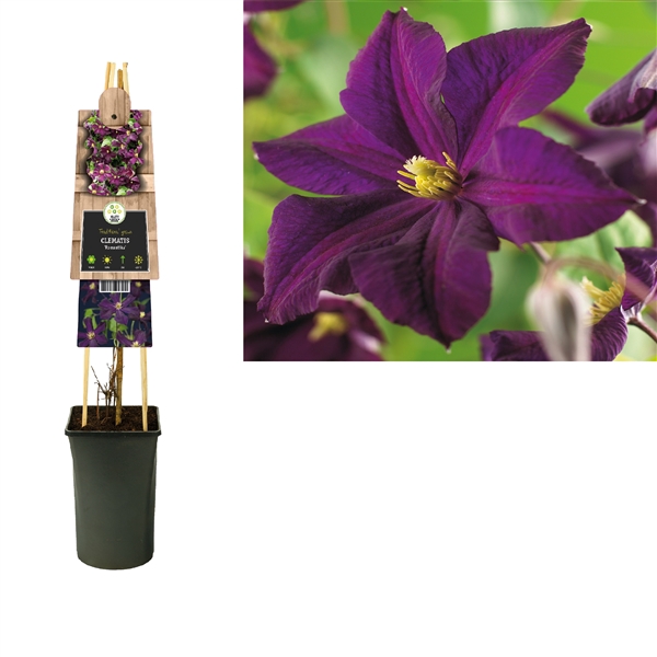 <h4>Clematis 'Romantika' +3.0 label</h4>