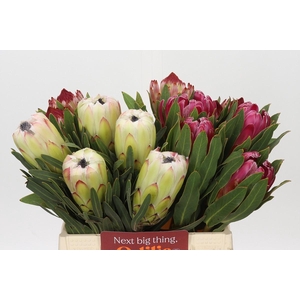 Protea Mix