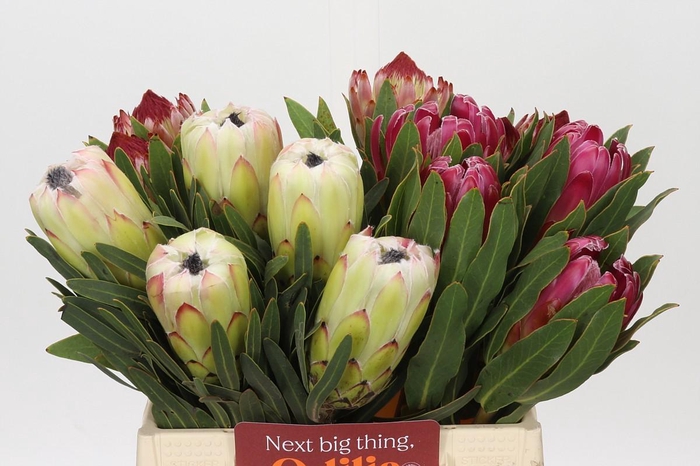 <h4>Protea Mix</h4>