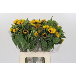 Helianthus Orange Fire