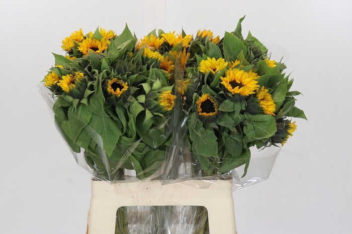 <h4>Helianthus Orange Fire</h4>