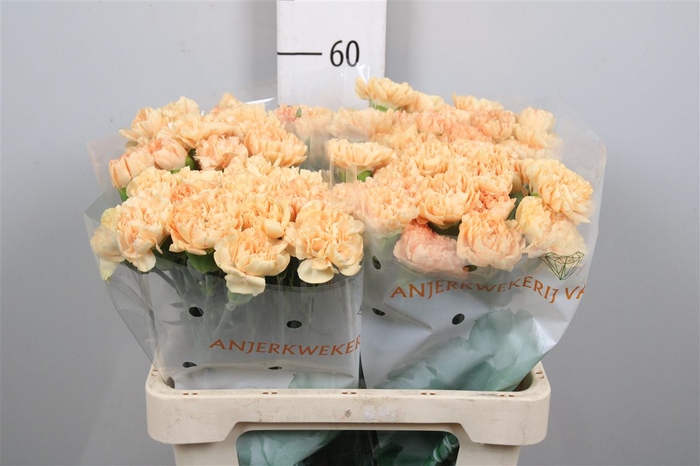 <h4>Di St Caroline Gold</h4>