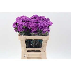 Dianthus St Moonlite 50 Cm