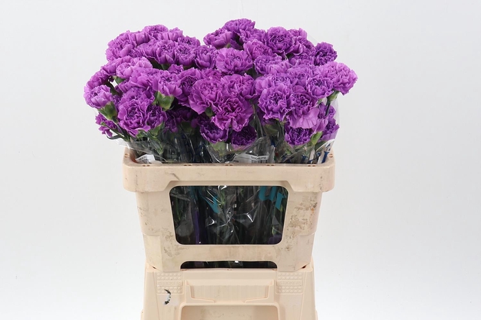 <h4>Dianthus St Moonlite 50 Cm</h4>