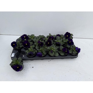 VIO WI EB BLUE BLOTC