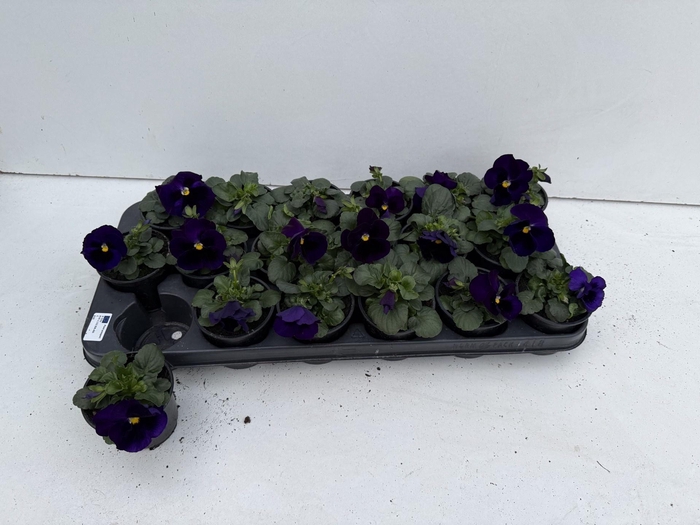 <h4>VIO WI EB BLUE BLOTC</h4>