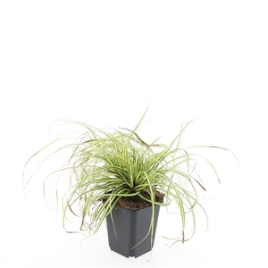 Carex oshim. 'Evergold'