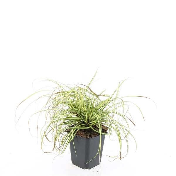 <h4>Carex oshim. 'Evergold'</h4>