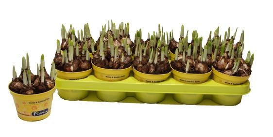 <h4>NARC O TETE A TETE</h4>