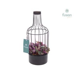 Metalen fles zwart klein met Tradescantia