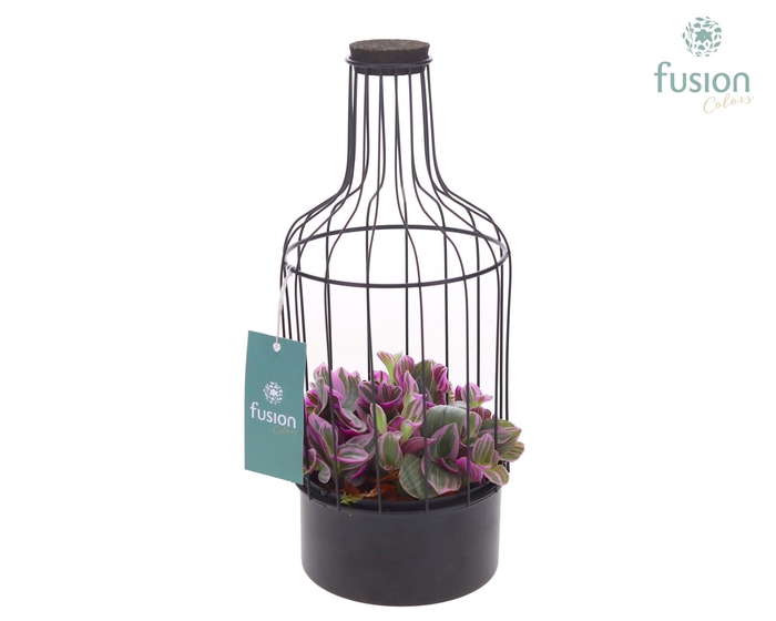 <h4>Metalen fles zwart klein met Tradescantia</h4>