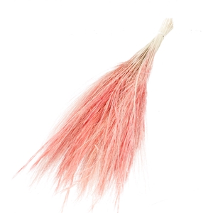 Dried flowers Goat grass 65-70cm