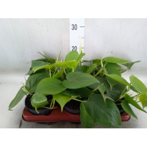 Philodendron scand.