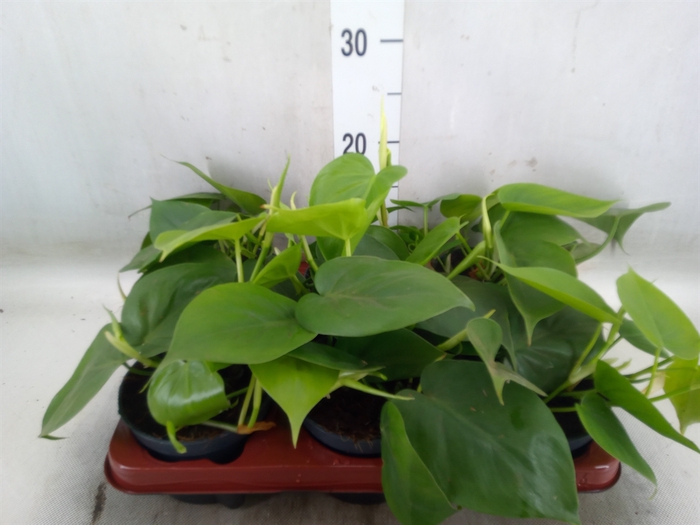 <h4>Philodendron scand.</h4>