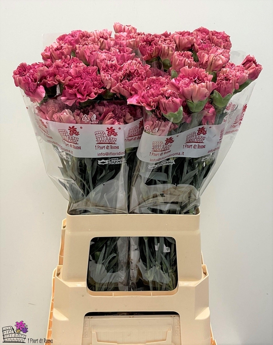 <h4>DI ST VIPER WINE</h4>