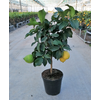 Citrus hystrix