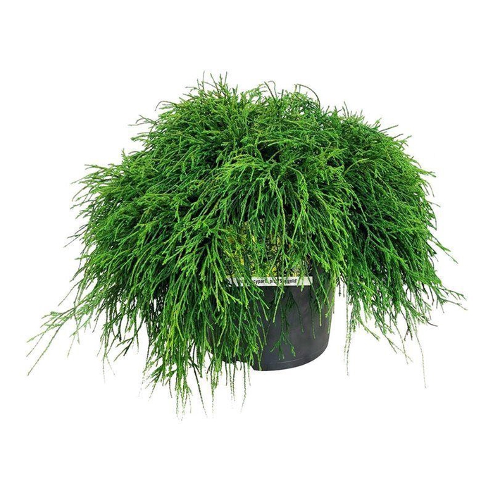 <h4>Chamaecyparis p. 'Sungold'</h4>