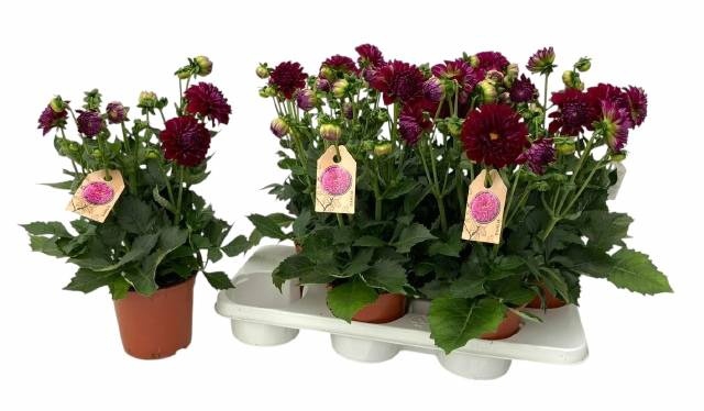 <h4>DAHL HYPNO PURPLE</h4>