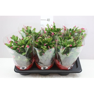 Schlumbergera Gemengd